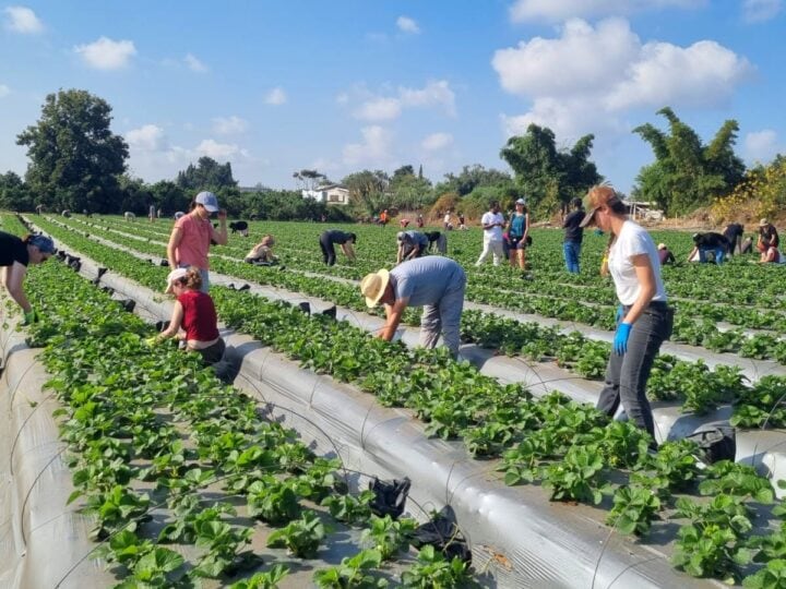 HaShomer HaChadash volunteers helping at an Israeli farm. Photo courtesy of JNF-USA