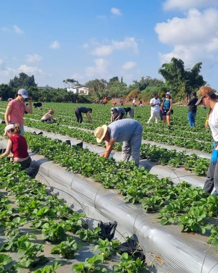 HaShomer HaChadash volunteers helping at an Israeli farm. Photo courtesy of JNF-USA