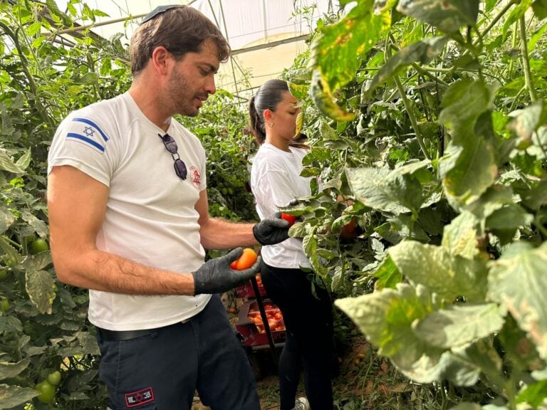 Emergency medical personnel from Magen David Adom helping to harvest tomatoes at a southern farm. Photo courtesy of MDA
