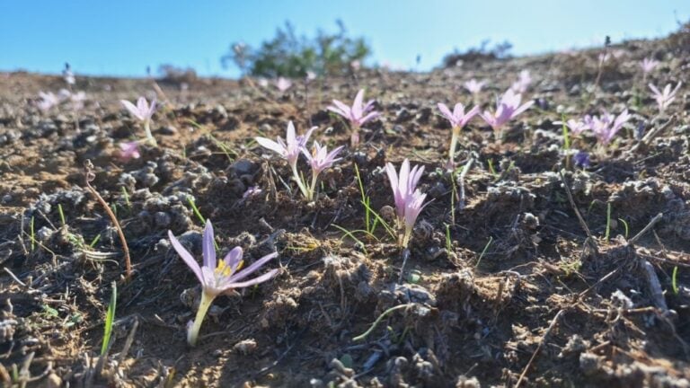Stevenâ€™s meadow saffron blooming in Gaza border forests in November 2023. Photo by Amir Balaban