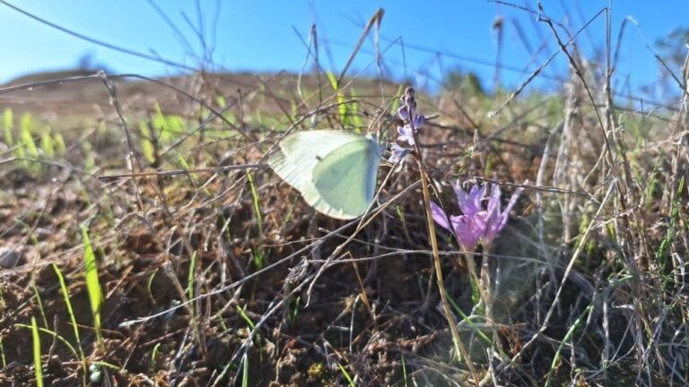 A butterfly visits a babyâ€™s breath and Stevenâ€™s meadow saffron in Reâ€™im Forest. Photo by Amir Balaban