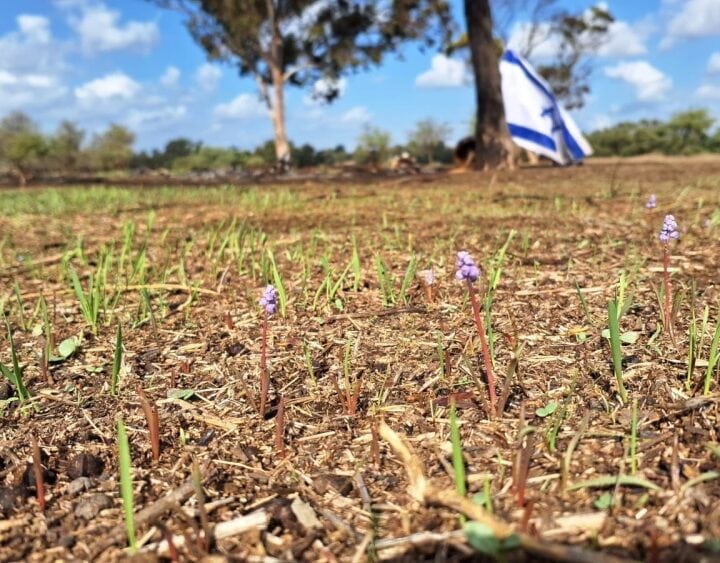 Baby’s breath (rain bells) blossom in the Western Negev Photo by Amir Balaban/SPNI