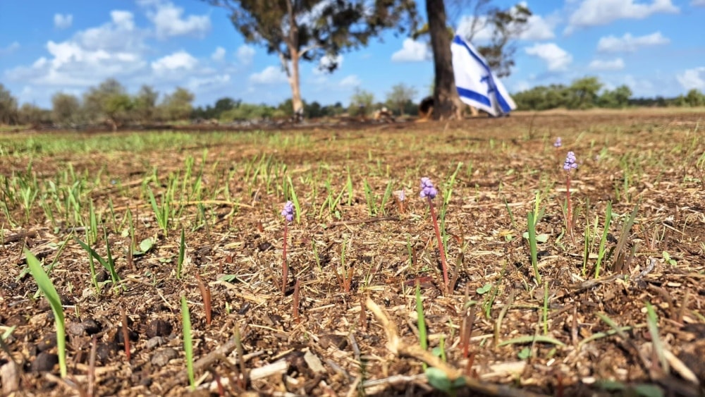Babyâ€™s breath (rain bells) blossom in the Western Negev Photo by Amir Balaban/SPNI