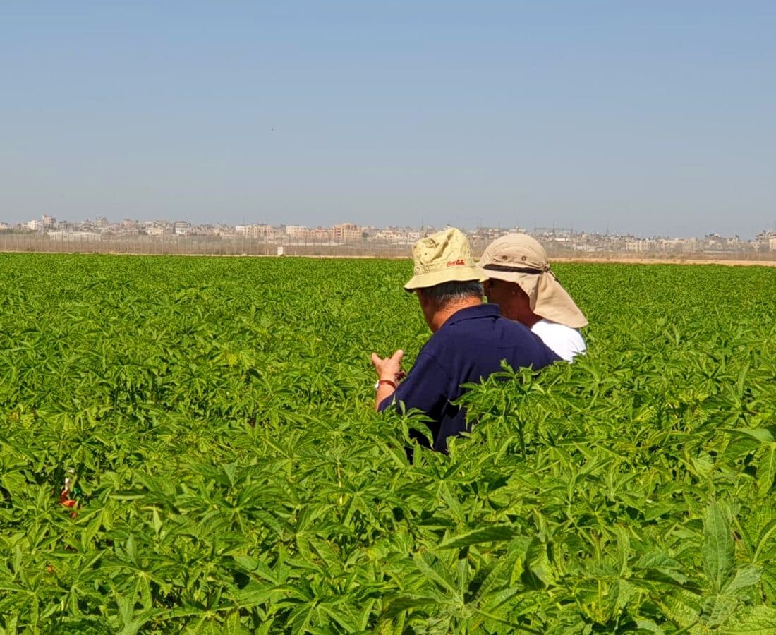 Workers in a kenaf field in Israel’s south, against the backdrop of the border with the Gaza Strip. Photo courtesy of Kenaf Ventures