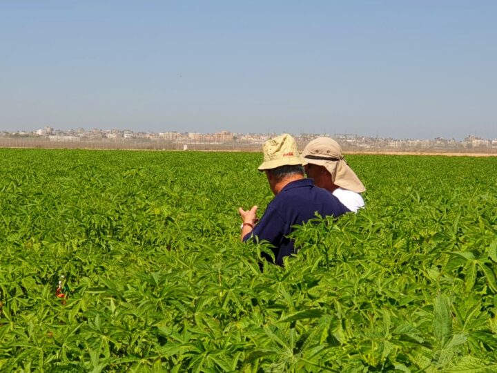 Workers in a kenaf field in Israel’s south, against the backdrop of the border with the Gaza Strip. Photo courtesy of Kenaf Ventures