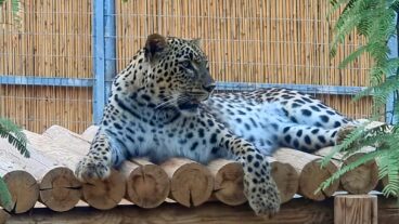 Azad, one of two male Persian leopards at the not-yet-open Midbarium Desert Animal Park. Photo courtesy of Midbarium