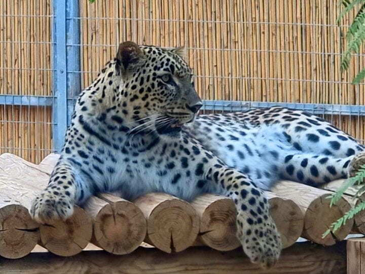 Azad, one of two male Persian leopards at the not-yet-open Midbarium Desert Animal Park. Photo courtesy of Midbarium