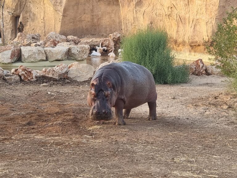 A hippo getting acclimated to Midbarium Desert Animal Park in Beersheva. Photo courtesy of Midbarium