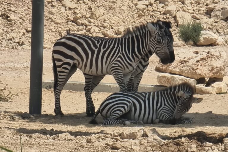 Zebras getting acquainted with their new home in Beersheva. Photo courtesy of Midbarium
