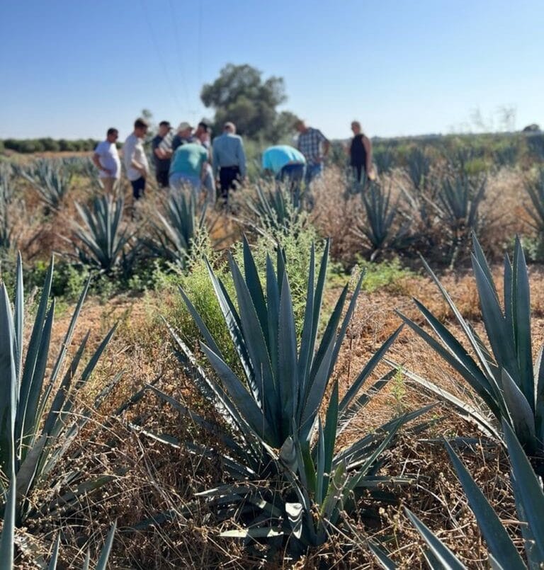 How these innovators hope to  rescue ruined Negev villages with tequila