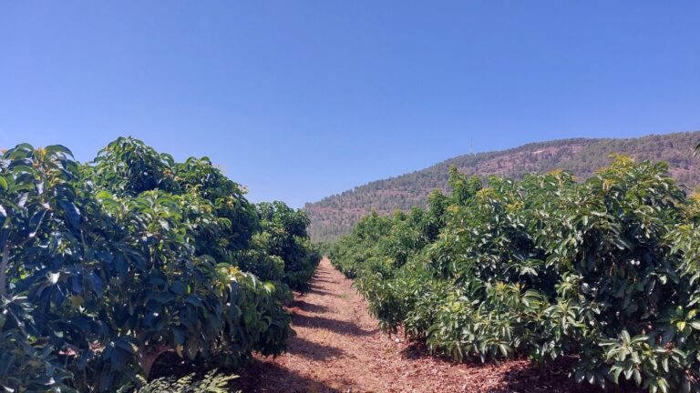An avocado plantation in the Upper Galilee. Photo by Tikshorot