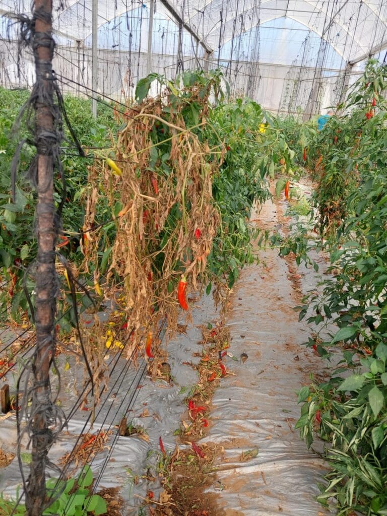 A damaged greenhouse where red peppers grow. Photo by Dudu Michaeli