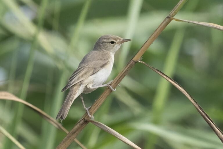 A booted warbler. Photo by Amir Ben Dov