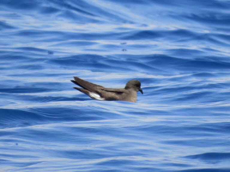 This European storm petrel is swimming in the Red Sea. Photo by Netanel Bronstein