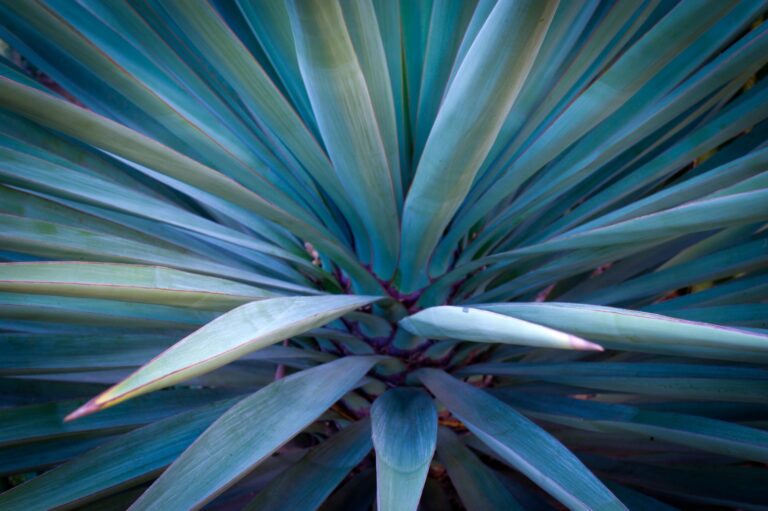 Closeup of an agave plant. Photo by Spadefoot via Shutterstock.com