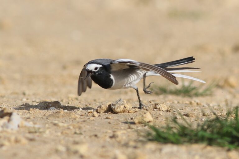 A rare masked wagtail hunting insects. Photo by Amit Goldstein