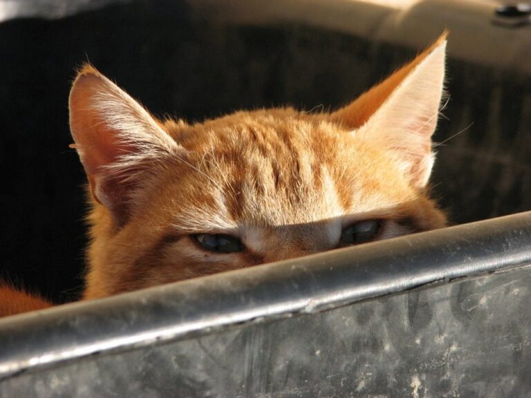 A cat at Jerusalem Society for the Prevention of Cruelty to Animals shelter. Photo courtesy of JSPCA