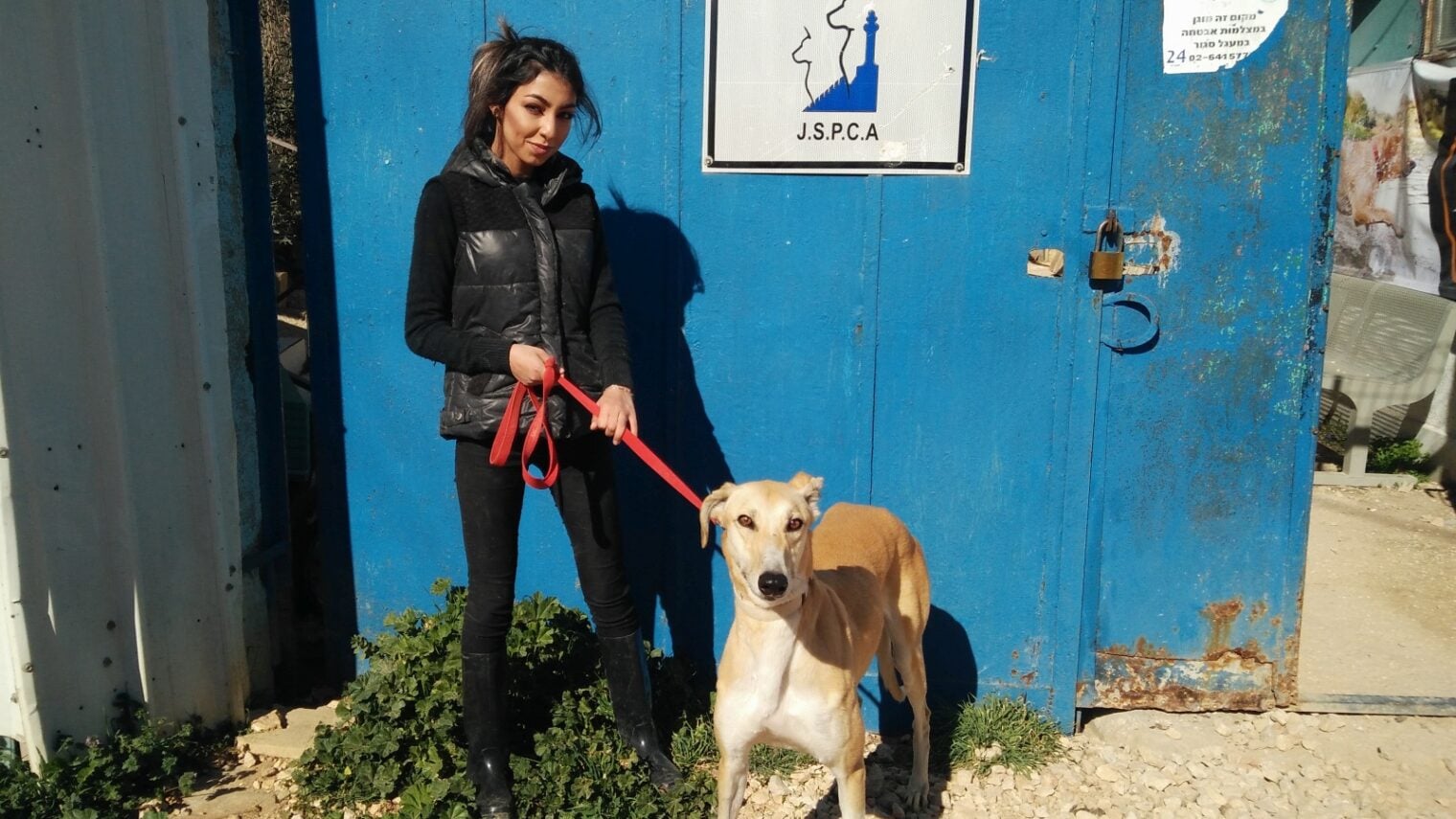 A Jerusalem Society for the Prevention of Cruelty to Animals volunteer holding a dog at the shelter. Photo courtesy of Jerusalem Society for the Prevention of Cruelty to Animals