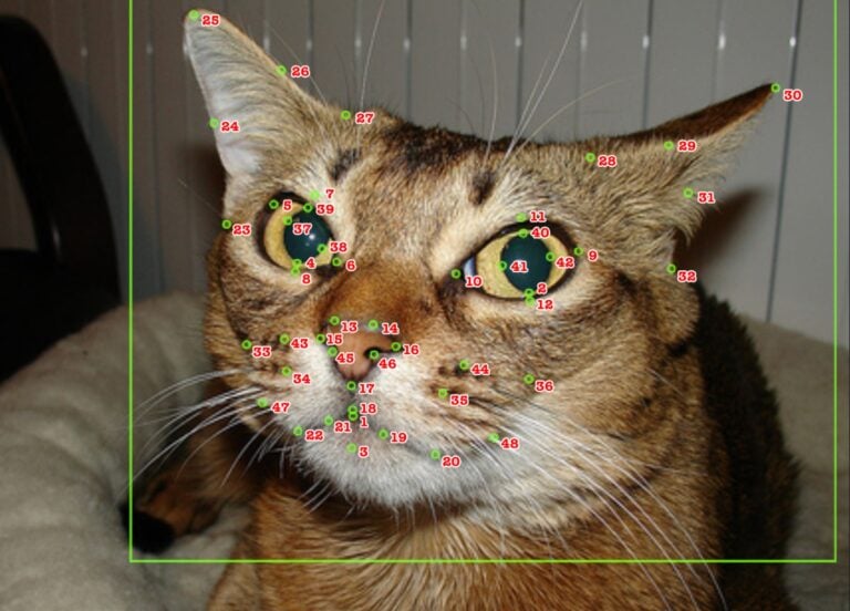 Facial recognition technology applied to cats. Photo courtesy of Tech4Animals Lab/University of Haifa