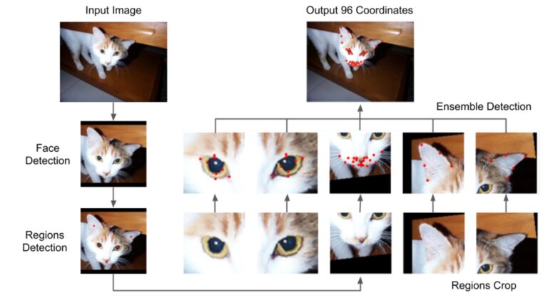 Training AI to measure cat pain. Photo courtesy of Tech4Animals Lab/University of Haifa