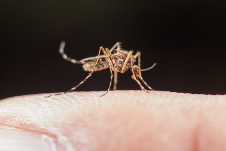 Mosquito season could be longer due to climate change. Image by jcomp on Freepik