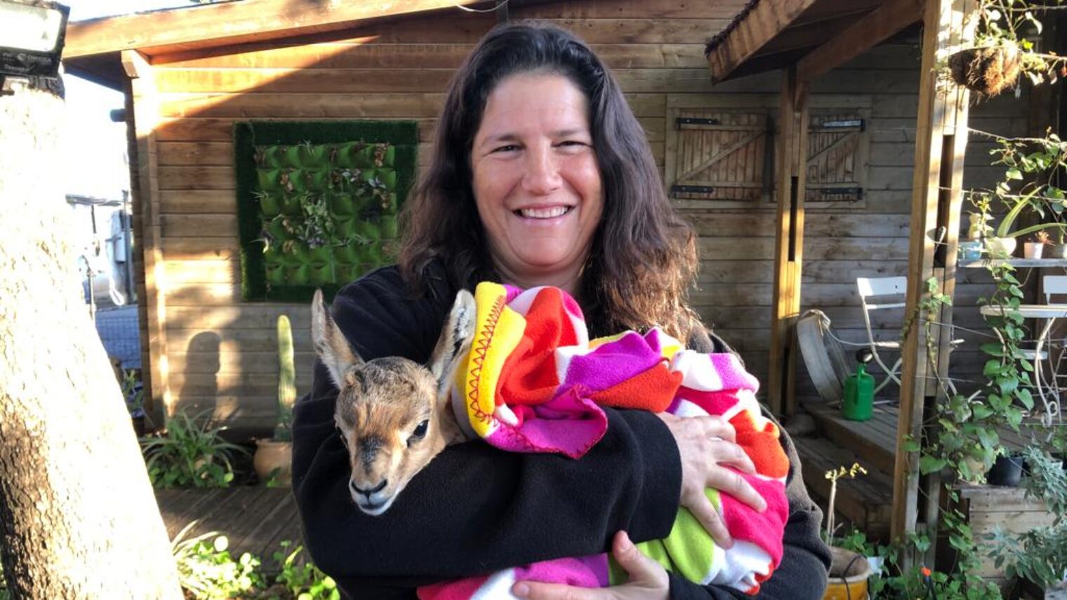 Haibulance volunteer Judka Dreyfus holding an abandoned, exhausted fawn found in the Golan Heights. Photo by Noga Steinmetz