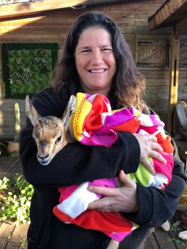 Haibulance volunteer Judka Dreyfus holding an abandoned, exhausted fawn found in the Golan Heights. Photo by Noga Steinmetz