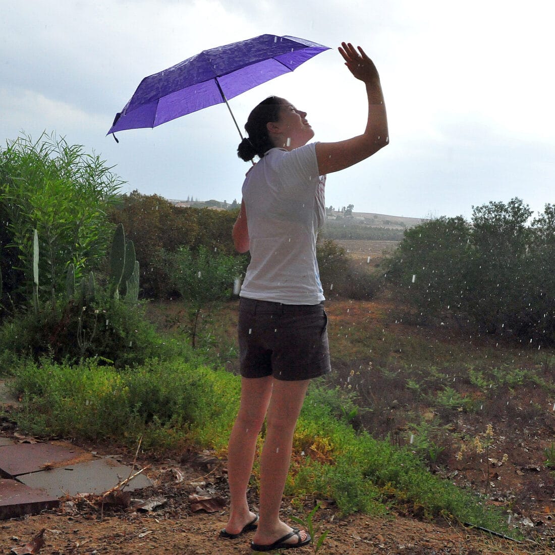 Rain may encourage biodiversity. Photo by ChameleonsEye via Shutterstock.com
