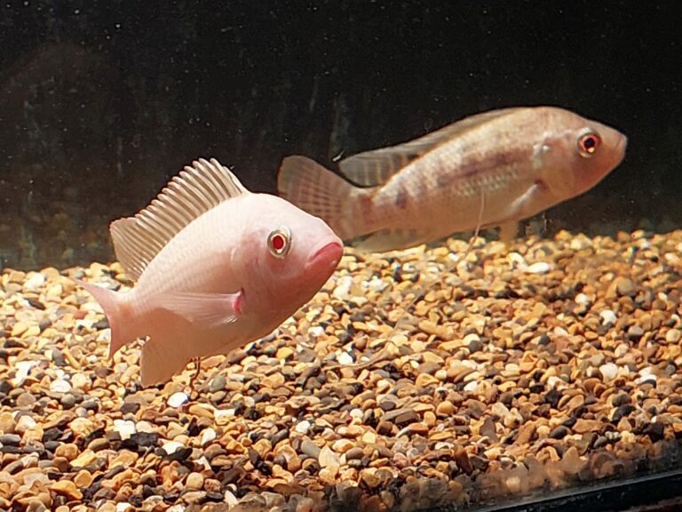 A pink genetically edited fish followed by a gray wildfish. Photo by Jakob Biran