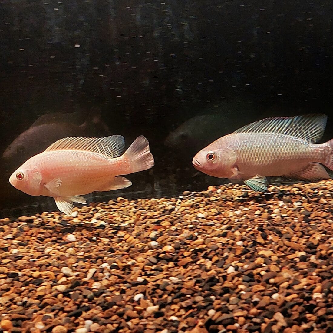 A pink, genetically-edited fish and a gray wildfish. Photo by Jakob Biran