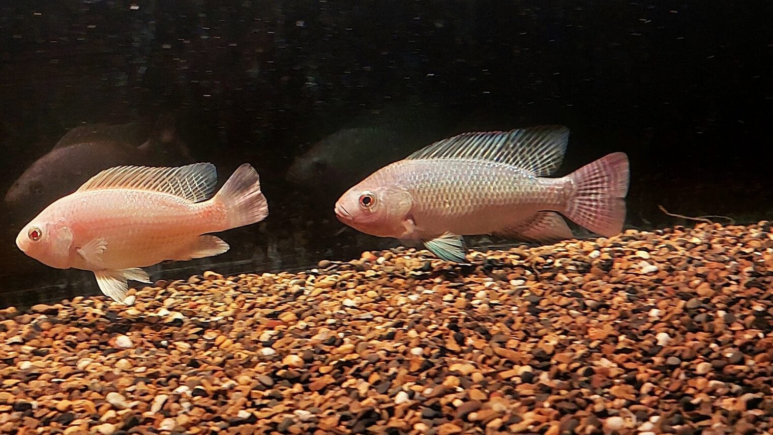 A pink, genetically-edited fish and a gray wildfish. Photo by Jakob Biran