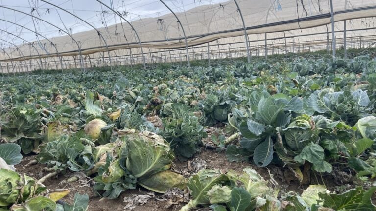 Rehabilitación a largo plazo de granjas destruidas deliberadamente por Hamás