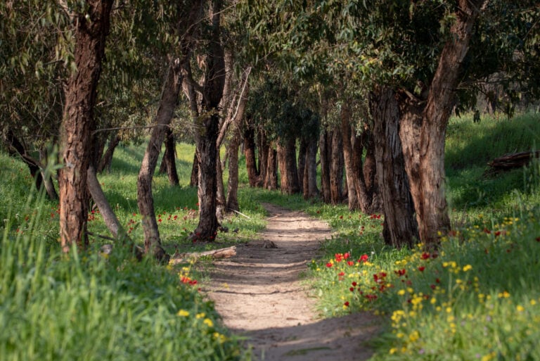 10 of the best forests to enjoy in Israel