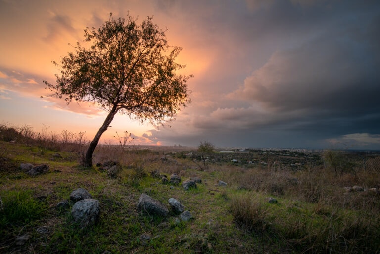 10 of the best forests to enjoy in Israel