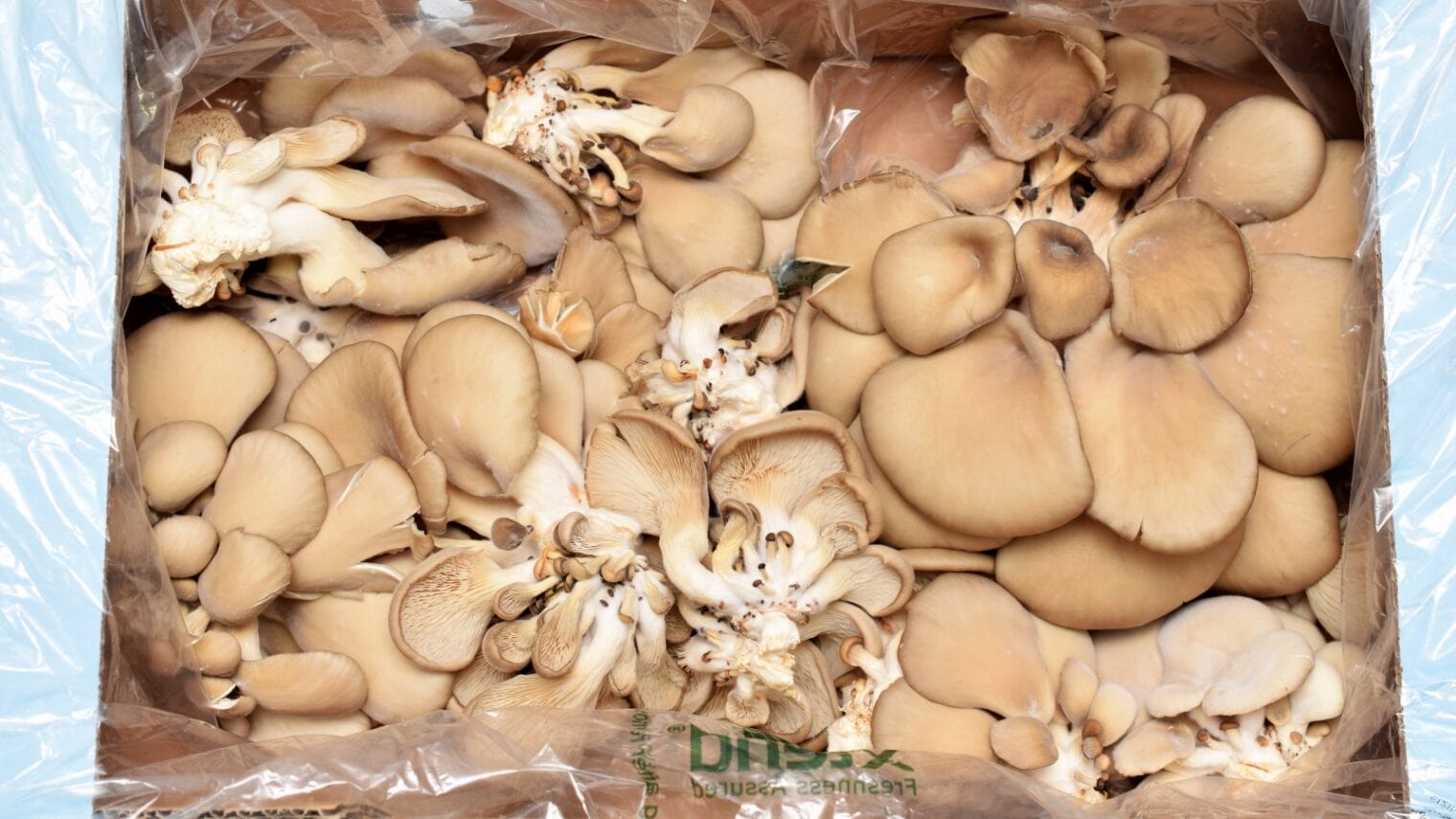 Exotic mushrooms packed with StePac’s new packaging. Photo courtesy of StePacPPC