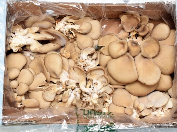 Exotic mushrooms packed with StePacâ€™s new packaging. Photo courtesy of StePacPPC
