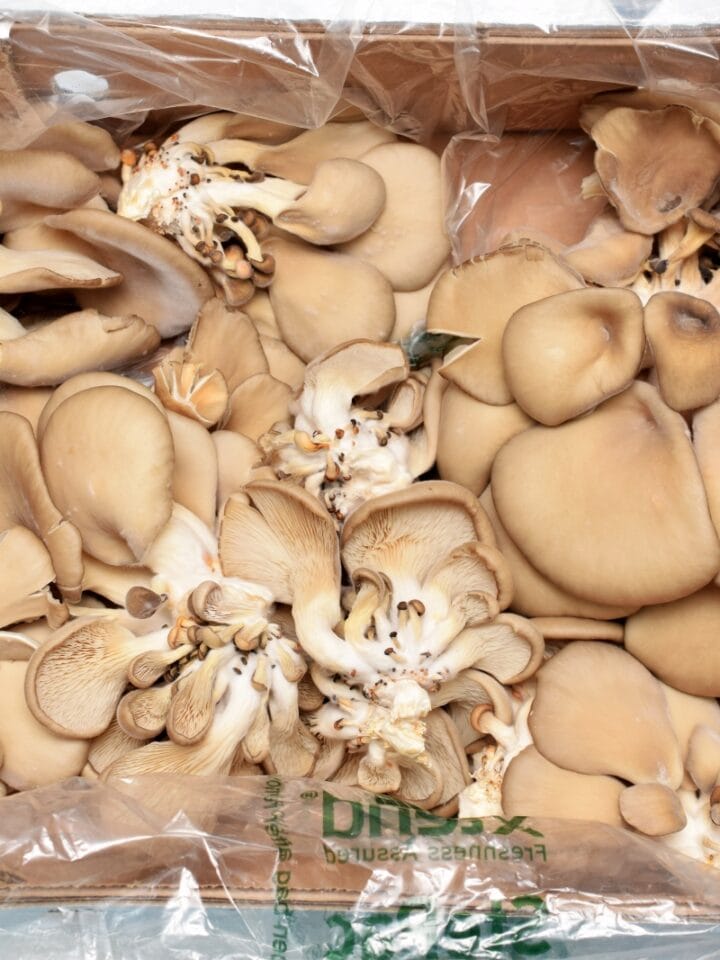 Exotic mushrooms packed with StePacâ€™s new packaging. Photo courtesy of StePacPPC