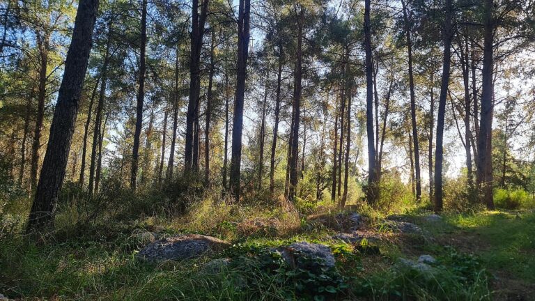 The Hulda Forest in central Israel is one of the most popular forest destinations in the country. Photo by Bella Nudelman/KKL-JNF