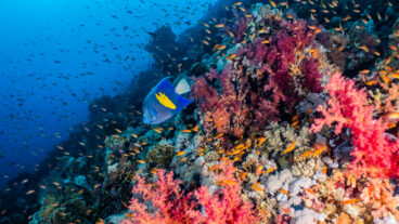 Coral reefs and aquatic plants in the Red Sea. Photo by Yeshaya Dinerstein via Shutterstock.com