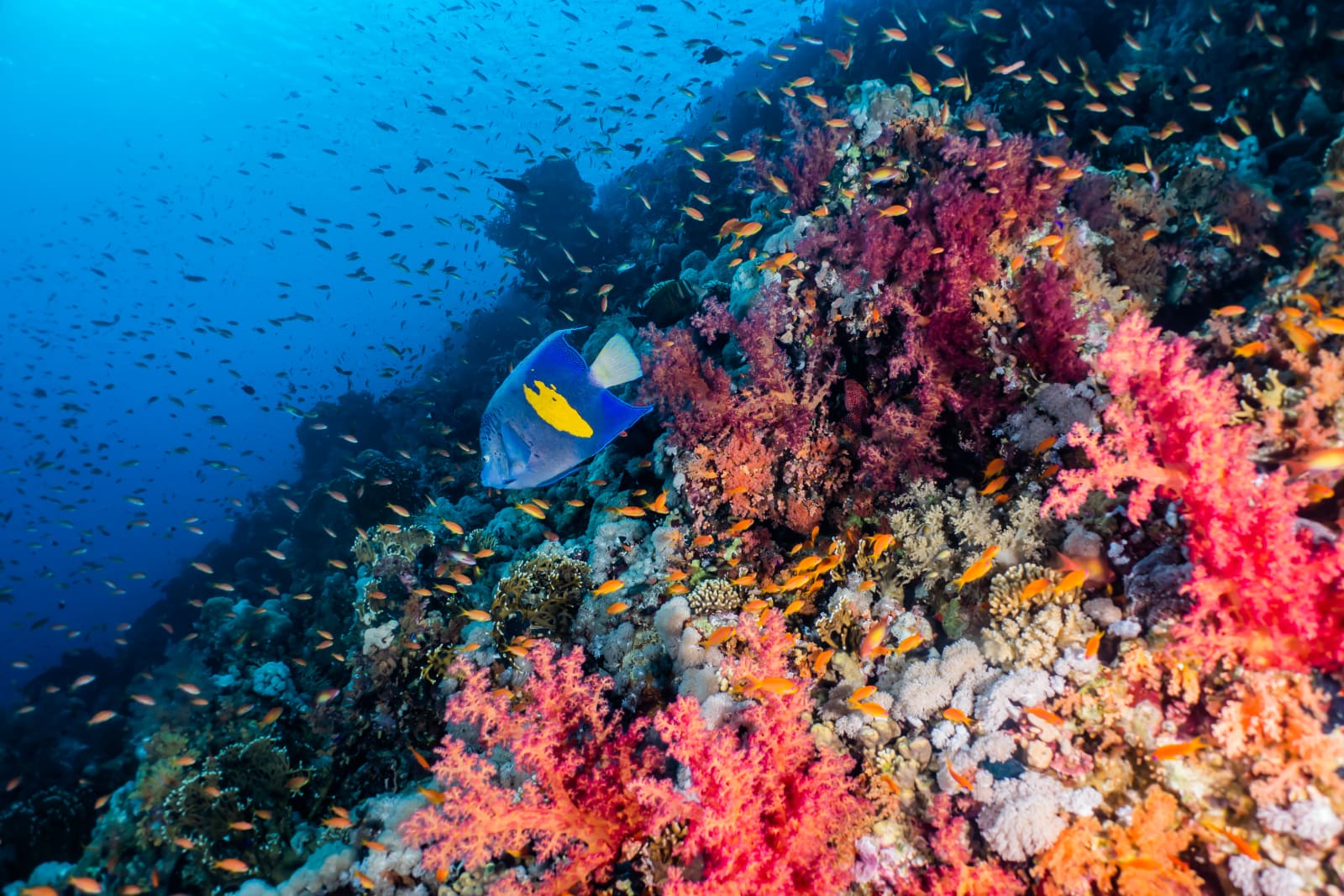 Red Sea coral holds a blueprint for global reef conservation