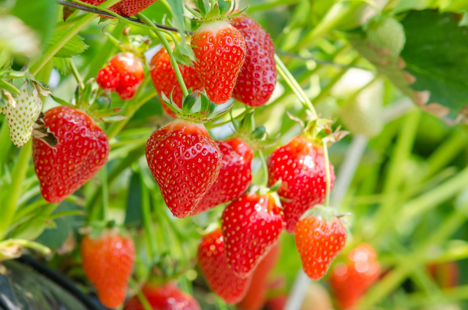 A coating of edible nanoparticles can drastically extend strawberry shelf life. Photo by Taras Garkusha via Shutterstock.com