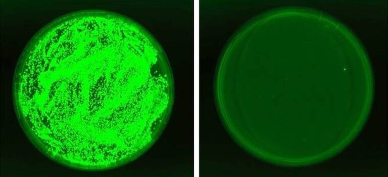 Kidney tissue from immunosuppressed mice with invasive candidiasis. The candida (fluorescent green) normally flourishes (left), but its growth is delayed in mice exposed to the new yeast (right). Photo courtesy of the Weizmann Institute of Science.