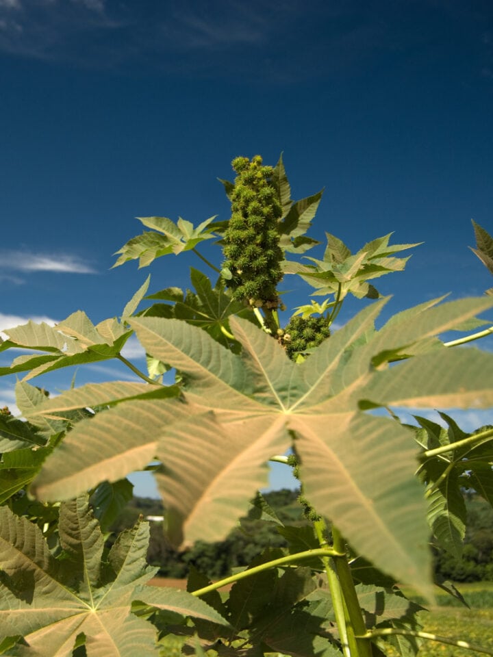 The oil of castor seed is one of raw materials used in the production of biofuel in Brazil. (Photo by Xico Putini / Shutterstock.com)