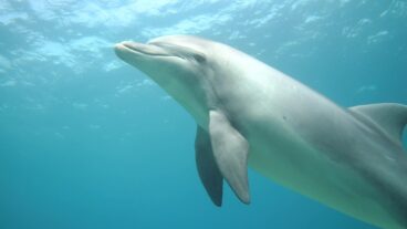 Researchers swim with a pod of bottlenose dolphins. Video by Hagai Nativ/Morris Kahn Marine Research, University of Haifa.