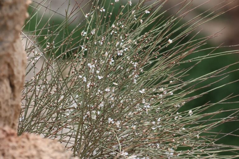 A rare example of Amygdalus Arabica growing in the Judean Desert. Photo by Eran Sapir