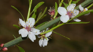 The shrubs are characterised by thin branches covered by almond flowers when in bloom. Photo by Ohad Binyamini