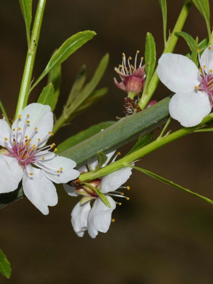 The shrubs are characterised by thin branches covered by almond flowers when in bloom. Photo by Ohad Binyamini