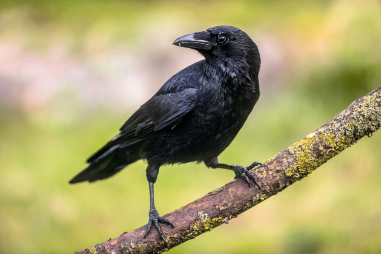 Crows depend on humans in the city. Photo by Rudmer Zwerver via Shutterstock