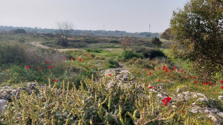 Wild kalaniyot (anemones) bloom in February and March in Israel. Photo by Zachy Hennessey