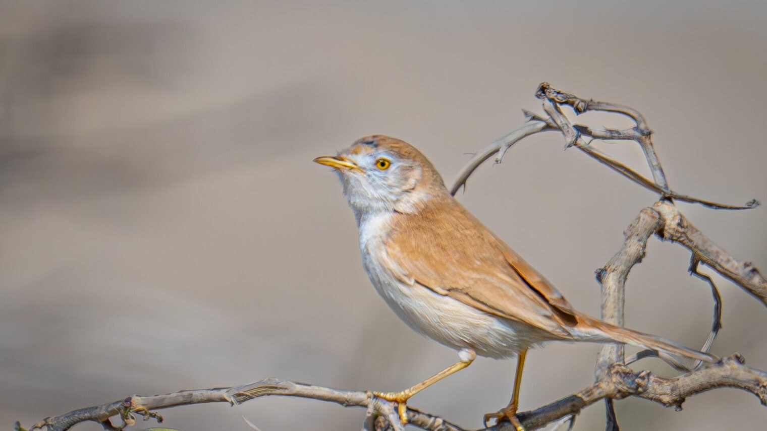 The African warbler, perched on a twig in Haifa. Photo by Oriel Levy.